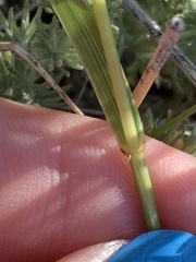 Elymus lanceolatus