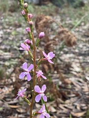 Stylidium graminifolium