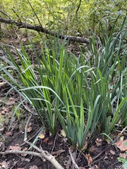 Iris virginica