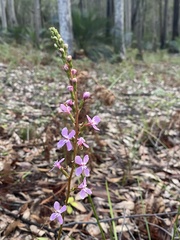 Stylidium graminifolium