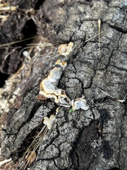 Trichaptum abietinum