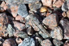 Sphingonotus caerulans