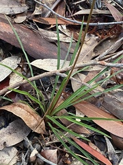 Stylidium graminifolium