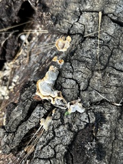 Trichaptum abietinum