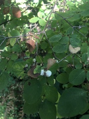 Symphoricarpos