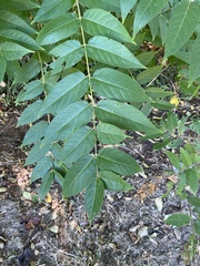 Juglans nigra