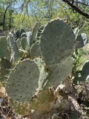 Opuntia lindheimeri