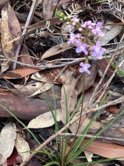 Stylidium graminifolium