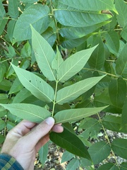 Juglans nigra