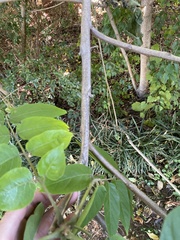 Juglans nigra
