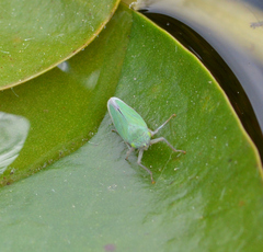 Draeculacephala inscripta