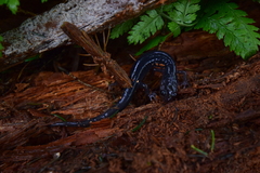 Plethodon metcalfi