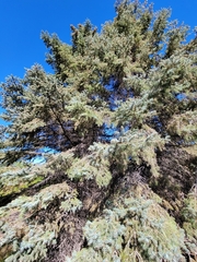 Picea pungens