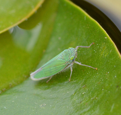 Draeculacephala inscripta