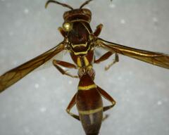 Polistes instabilis