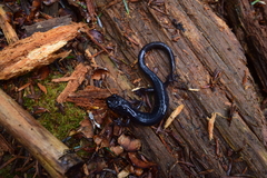 Plethodon metcalfi