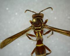 Polistes instabilis