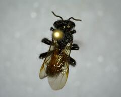 Trigona fulviventris
