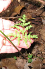 Sceptridium dissectum dissectum