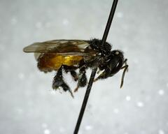 Trigona fulviventris