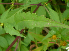 Bidens tripartita