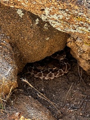 Crotalus ruber