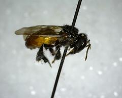 Trigona fulviventris