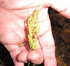 Sceptridium dissectum dissectum