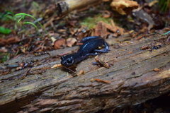 Plethodon metcalfi
