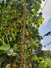 Coffea arabica