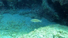 Serranus cabrilla