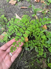 Phyllanthus caroliniensis