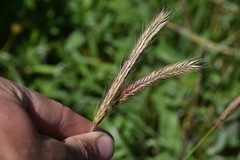 Hordeum