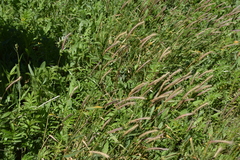 Hordeum
