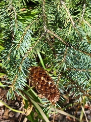 Picea pungens