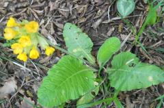 Primula veris macrocalyx