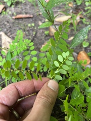Phyllanthus caroliniensis