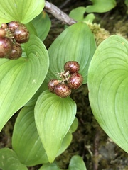 Maianthemum