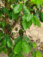 Coffea arabica