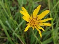 Tragopogon