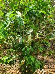 Coffea arabica