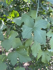 Cissus trifoliata