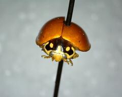Cycloneda sanguinea