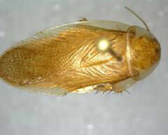 Neoblattellini