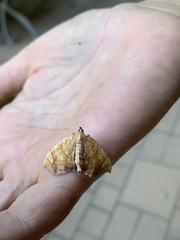 Eulithis diversilineata