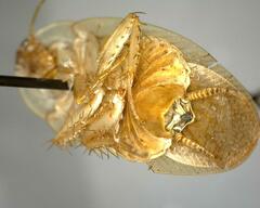 Neoblattellini