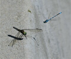 Enallagma carunculatum