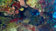 Lactophrys triqueter