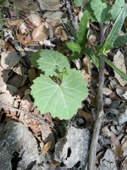 Vitis monticola