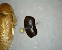 Neoblattellini
